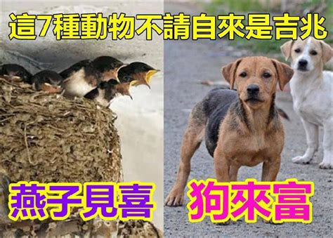 土蜂窩風水|這七種動物不請自來是吉兆，你知道嗎？